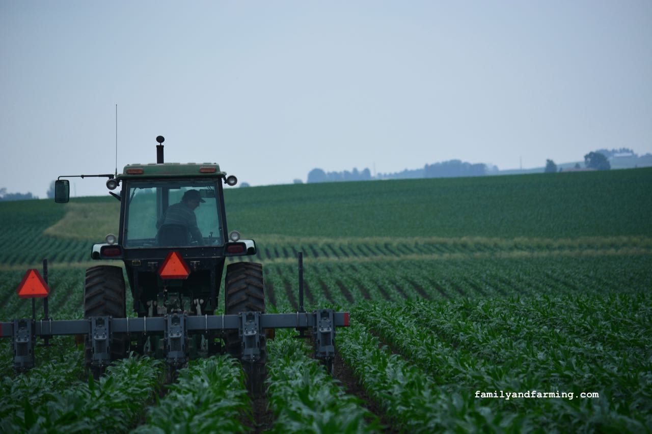 A tractor pulling a cultivator in a corn field.
