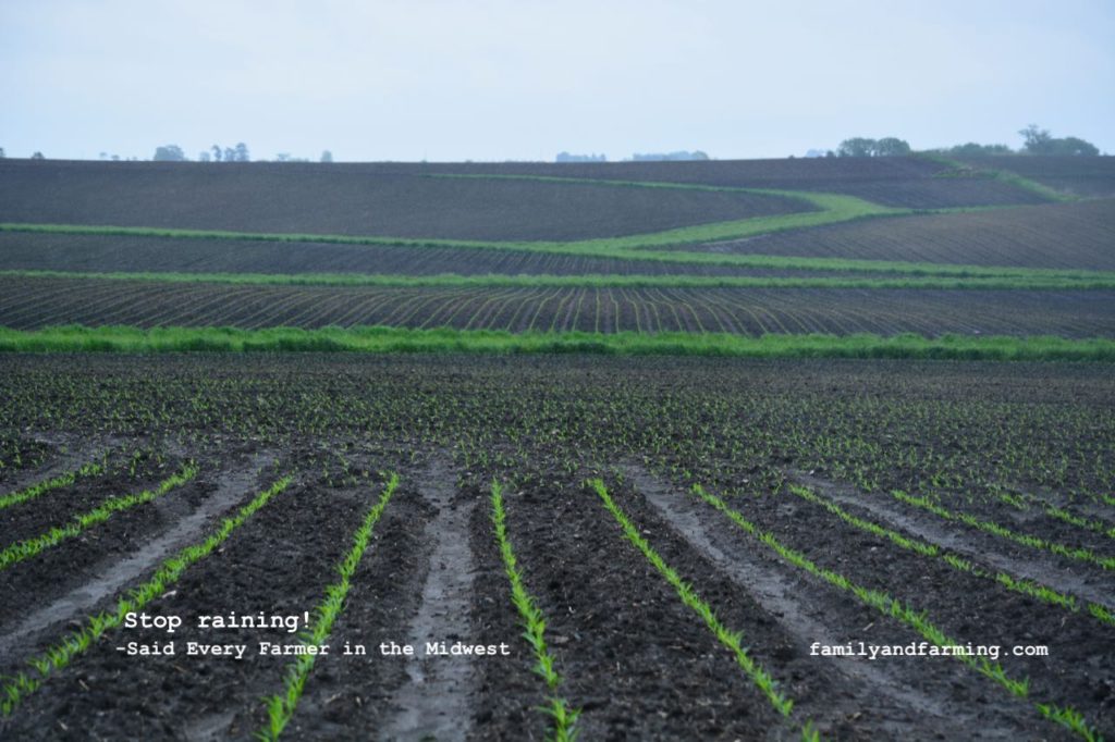 Image of wet corn field