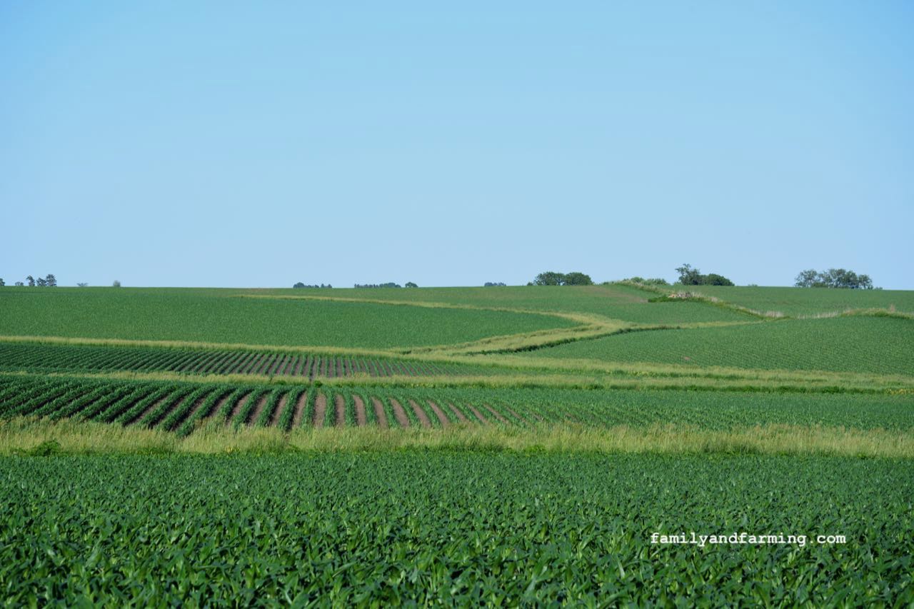 A photo of waterways in a corn field.
