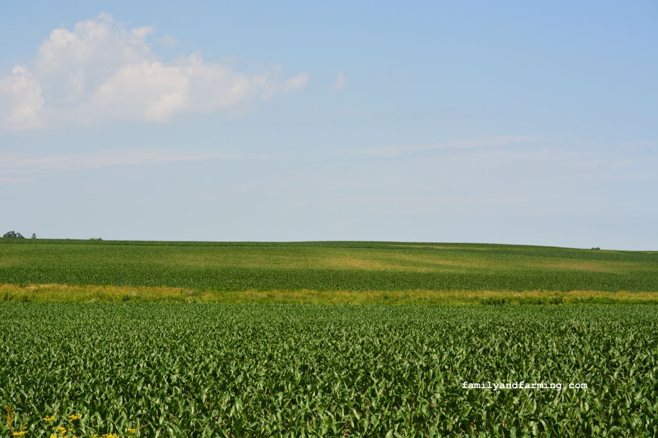 A corn field with irregular growth