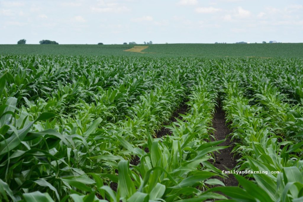 Irregular corn field in Iowa due to too much rain