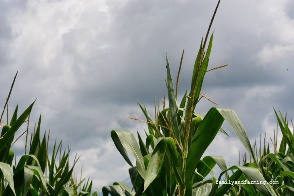 A photo of corn plants after a rain