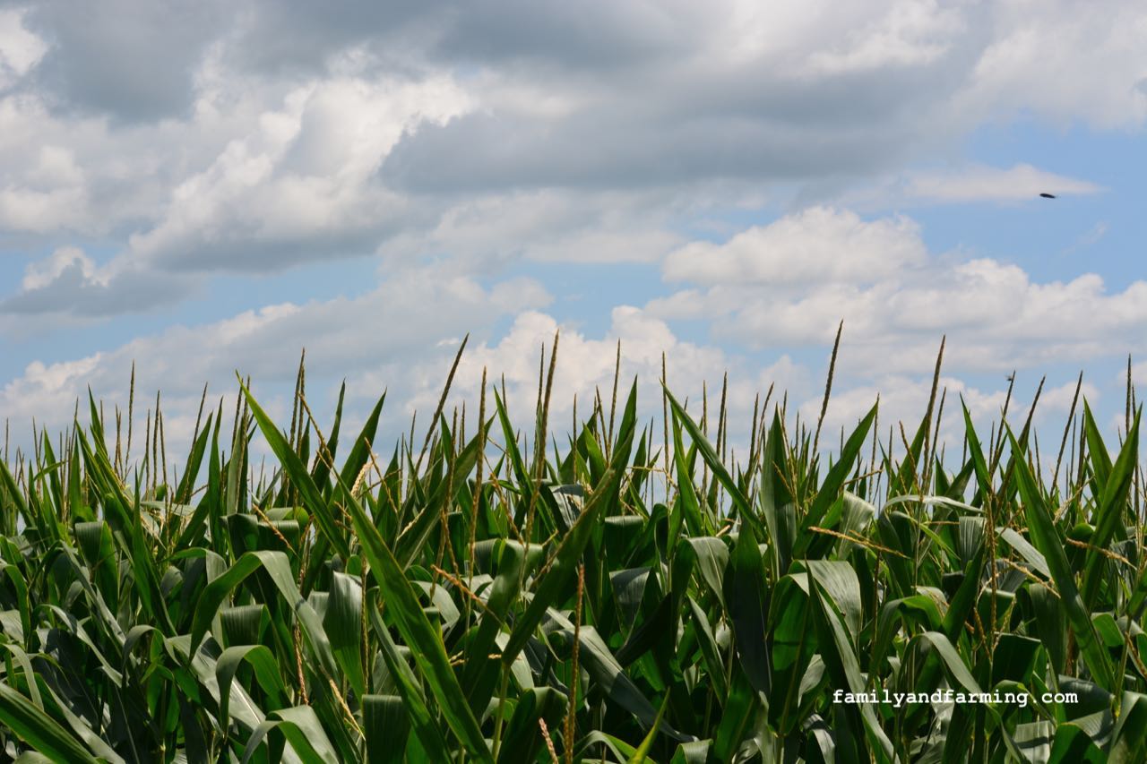 A photo of a dry corn field with clouds