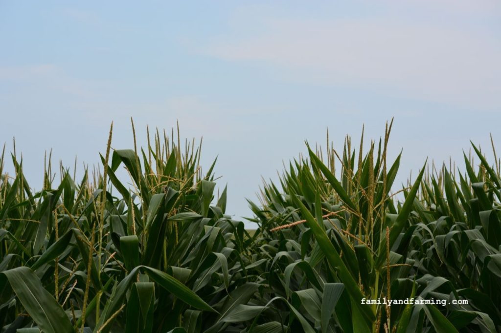 A field of dry corn before a rain