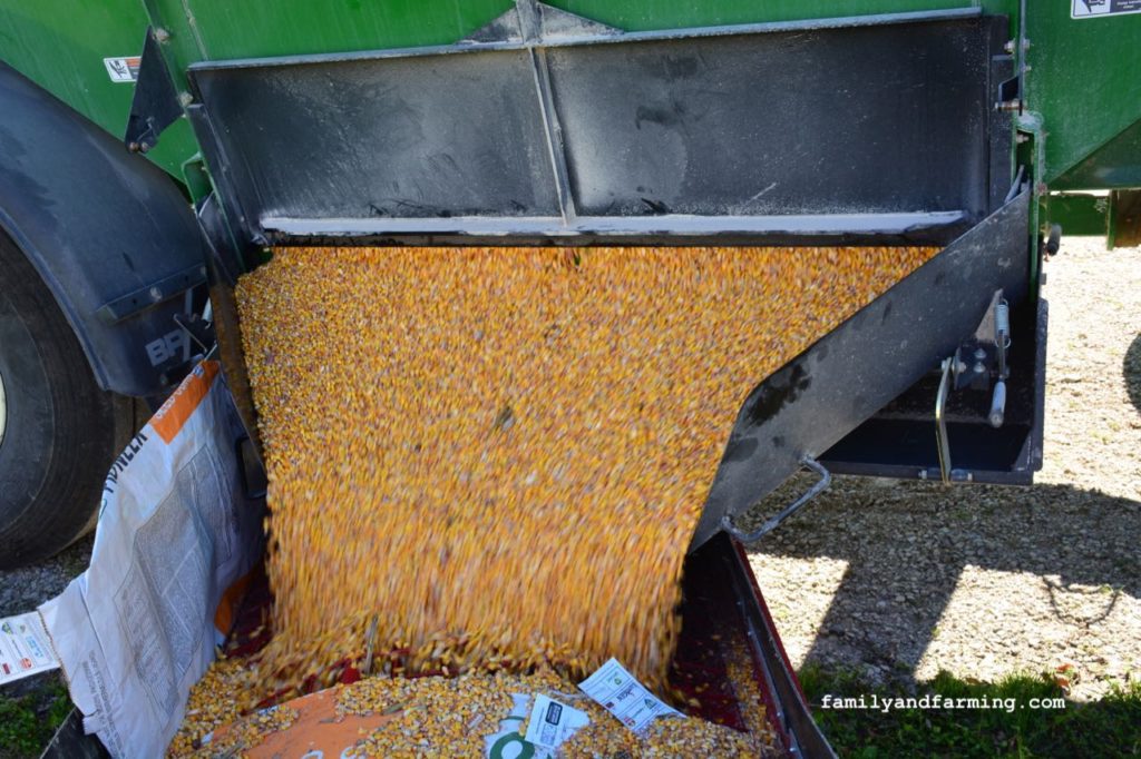Unloading Corn out of a Wagon
