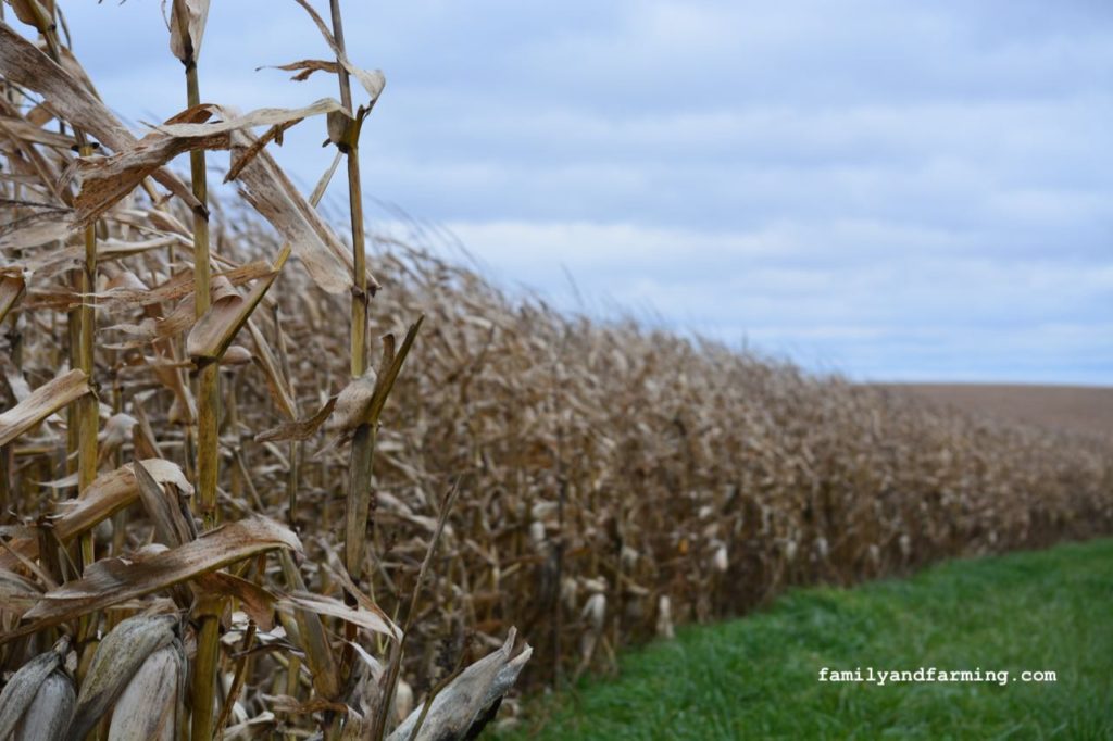 Dry corn in a soggy field