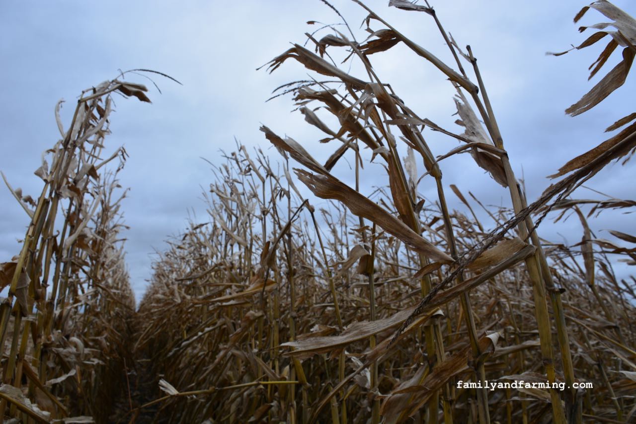 Dry corn in the fall with a cloudy sky