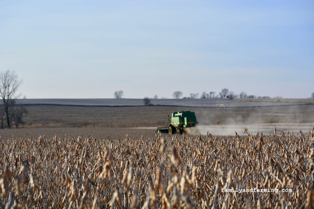 Combining soybeans in Iowa