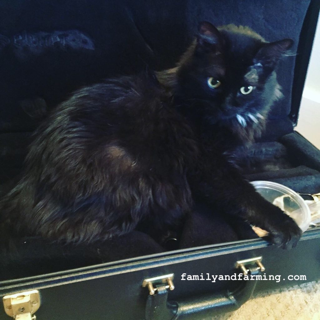 Cat in Sax Case