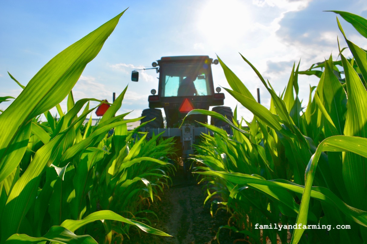 Cultivating Corn in Iowa