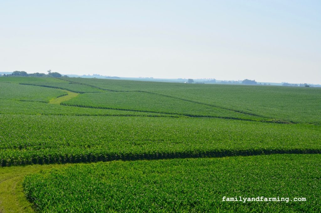 High Angle of Cornfield in Iowa