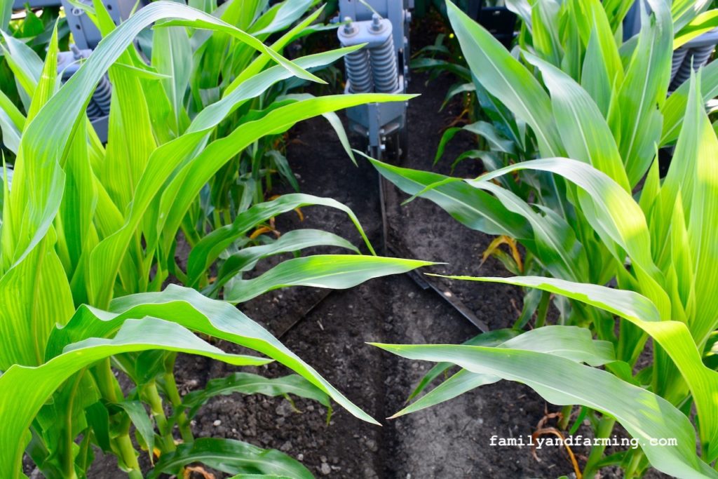 Cultivation Process Explained