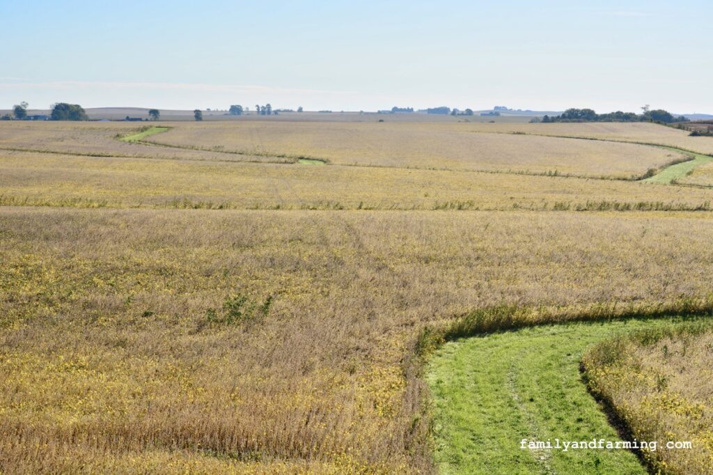 High Angle of Soybean Field