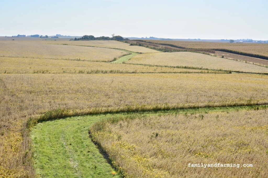 Soybean Field in Iowa
