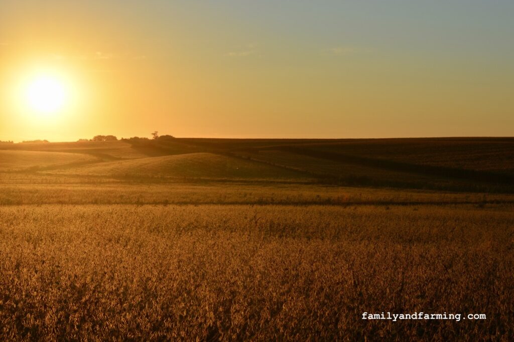 Soybean Field in the Morning