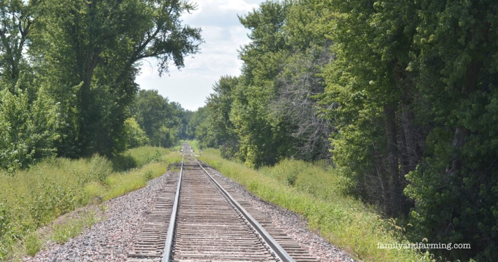 Trees Lining Railroad Tracks