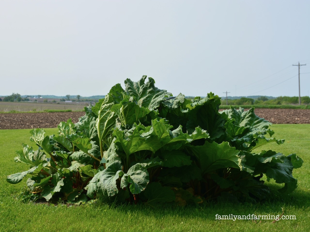 Rhubarb clump on an Iowa farm