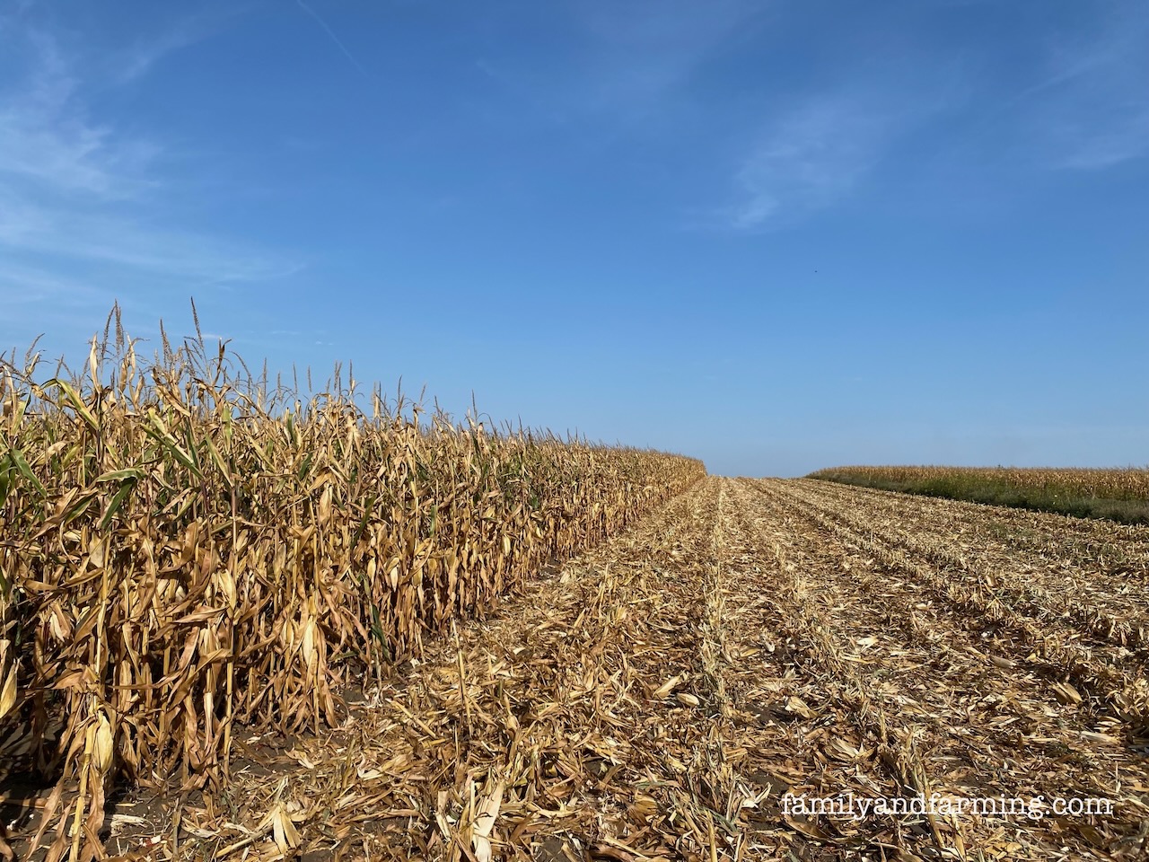 Drought corn field in Iowa