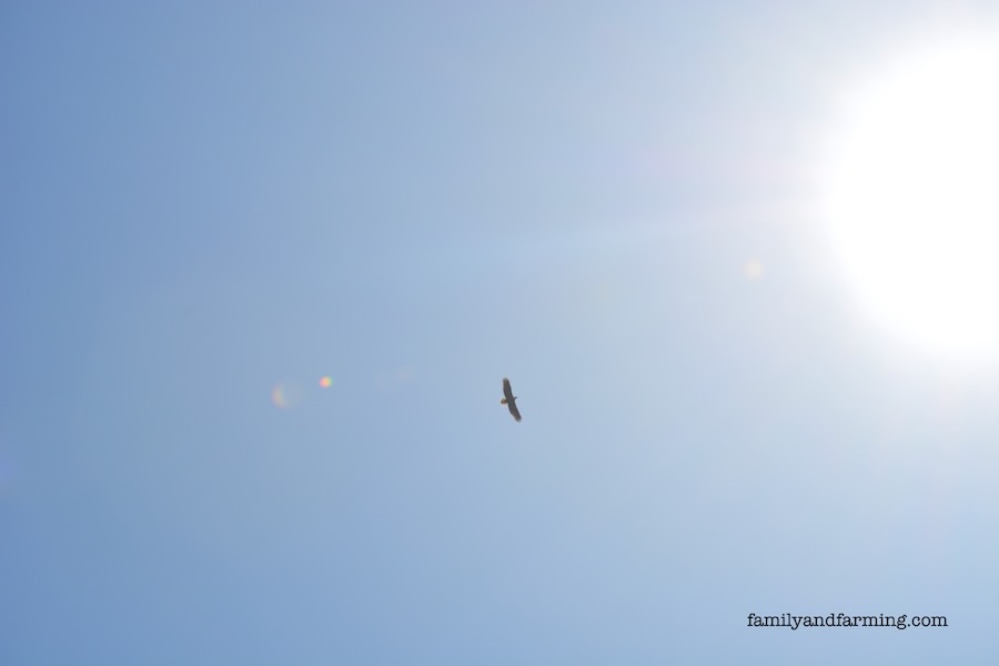 Bald Eagle Flying Against the Sun